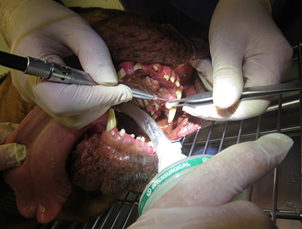 Tumor am Zahn